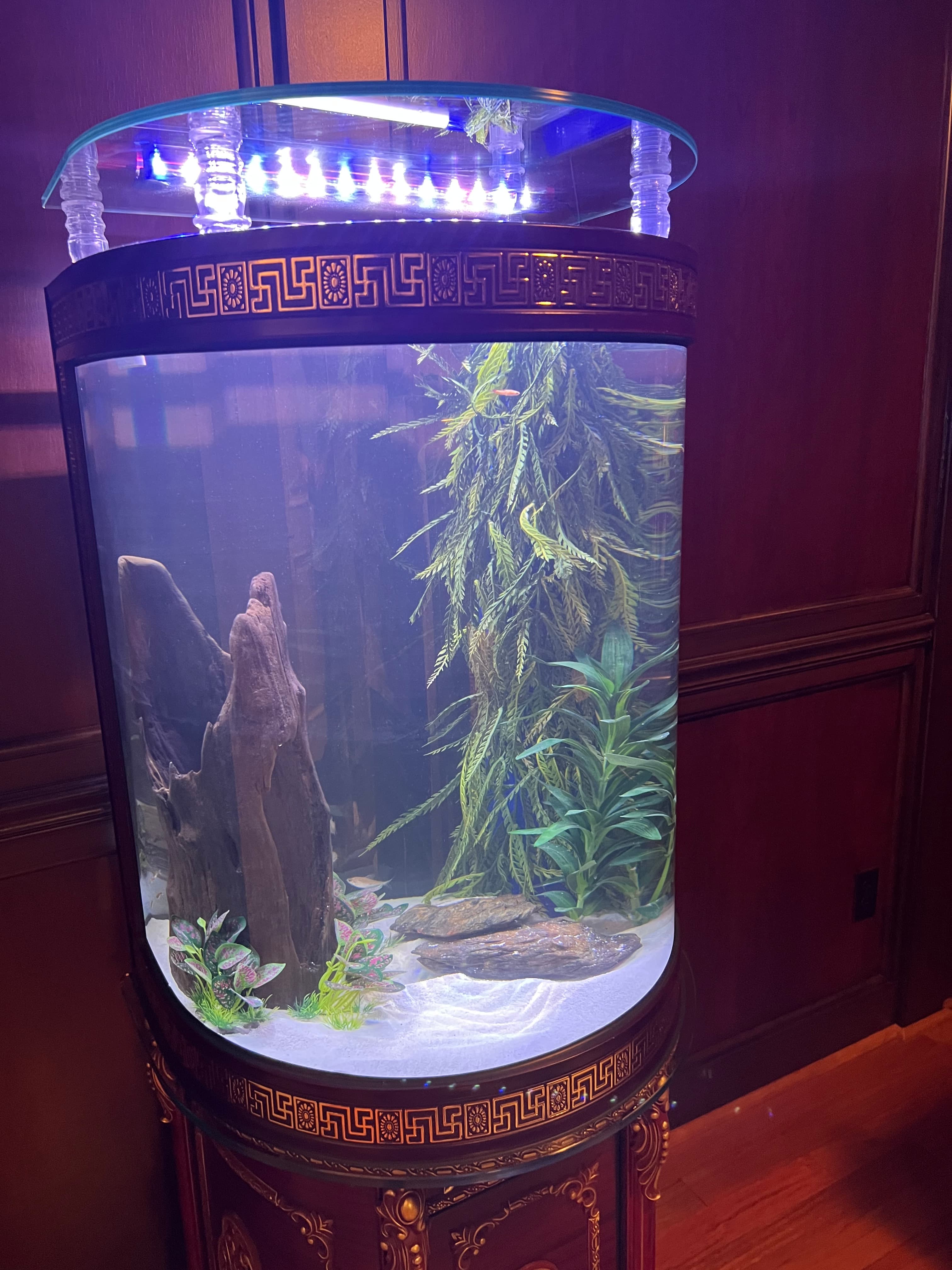 Cylindrical aquarium with Greek key patterns, driftwood, and green plants under blue LED lighting.