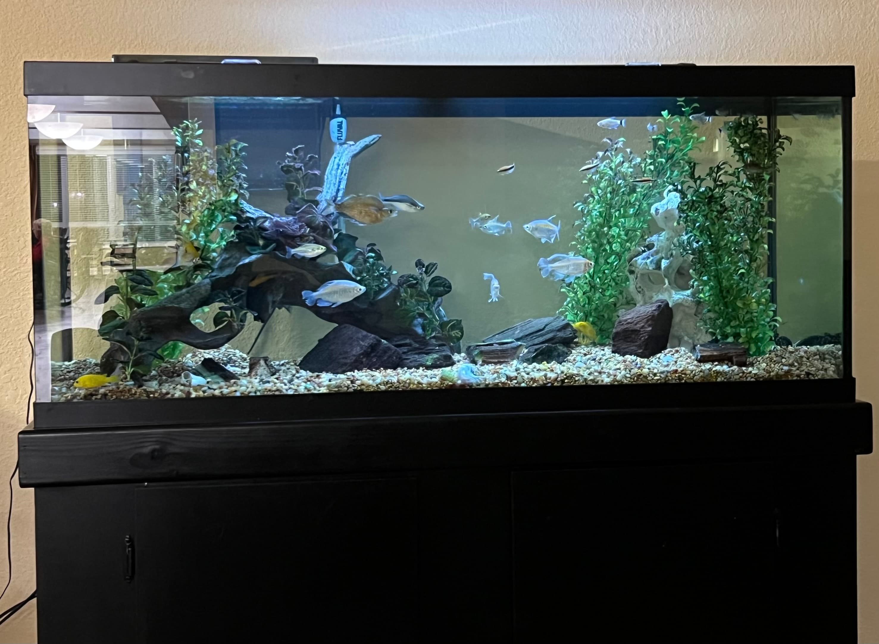 Large aquarium with tropical fish, driftwood, and green plants on a black wooden stand.